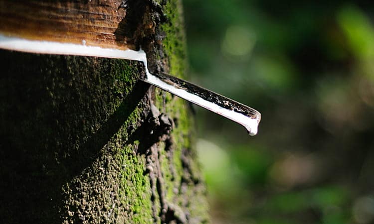 Xuất khẩu cao su tháng 11 tăng nhẹ