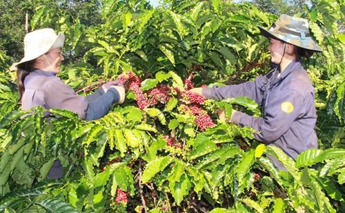 Tạo động lực để kết nối nông nghiệp Tây Nguyên