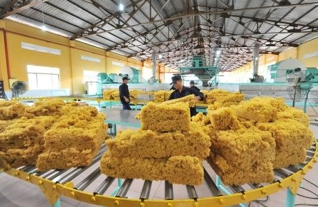 Tập đoàn Công nghiệp Cao su Việt Nam: Phát huy truyền thống, phát triển hiệu quả và bền vững 