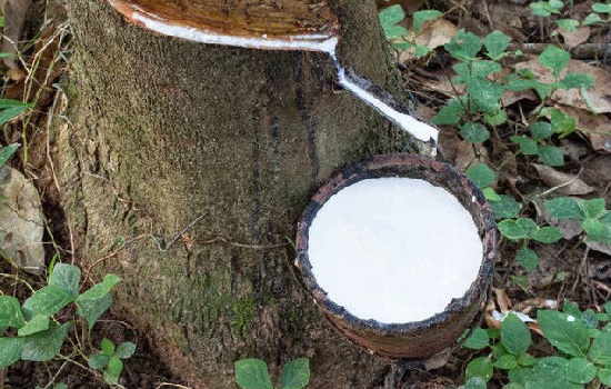 Giá cao su hôm nay 2/10: Tăng nhẹ trên sàn châu Á