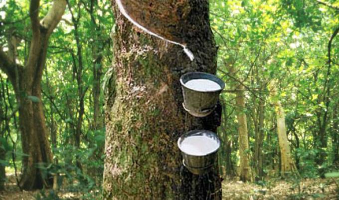 Giá cao su hôm nay 15/4: Biến động trái chiều