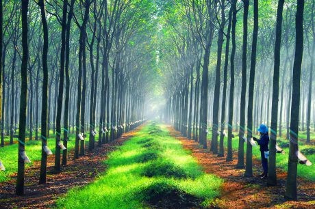 Cập nhật giá cao su hôm nay 01/12: Tiếp đà tăng trưởng