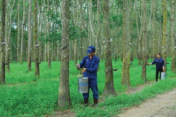 Tập đoàn Cao su muốn thoái vốn tại KCN Nam Tân Uyên (NTC)