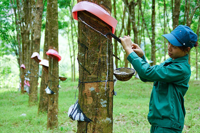 Các chỉ tiêu tài chính toàn VRG đã thực hiện vượt so với năm 2019