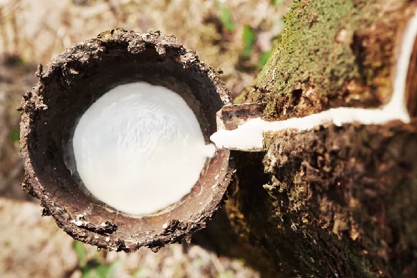 Giá cao su hôm nay 9/10: Cập nhật giá cao su trong nước và thế giới