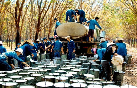 Xuất khẩu cao su thiên nhiên lập kỷ lục 3,31 tỷ USD