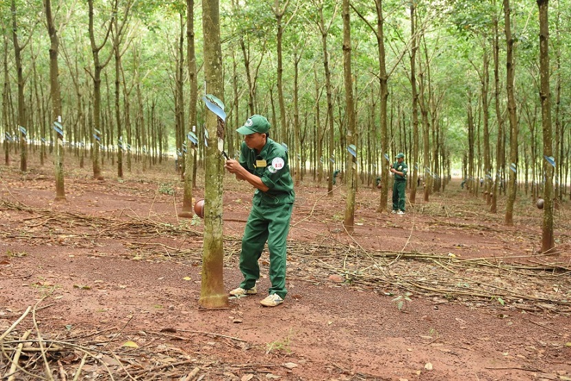 30 thợ giỏi tranh tài Bàn tay vàng Cao su Hòa Bình