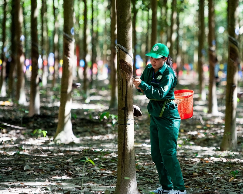 Nâng cao nhận thức về phát triển bền vững cho các nhà sản xuất cao su thiên nhiên Việt Nam 