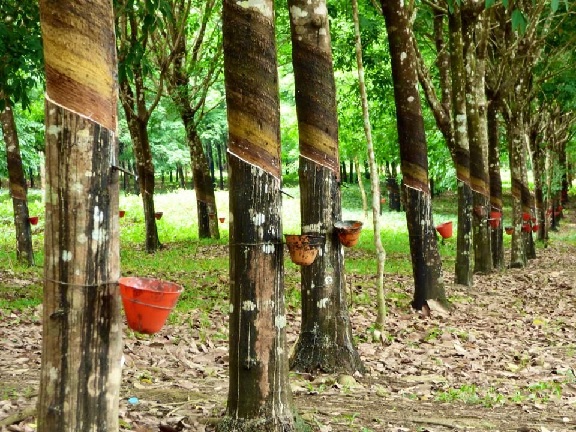 Cập nhật giá cao su hôm nay 30/11: Tăng ấn tượng