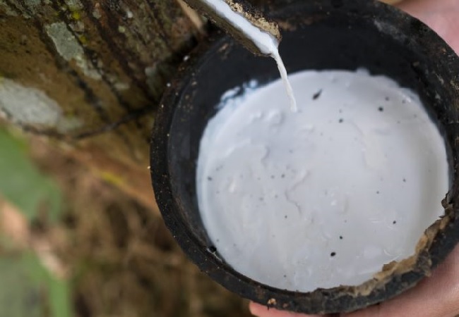 Giá cao su tăng dựng đứng 