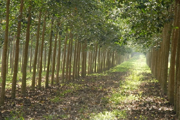 Cập nhật giá cao su hôm nay 16/12: Giảm ở sàn Thượng Hải