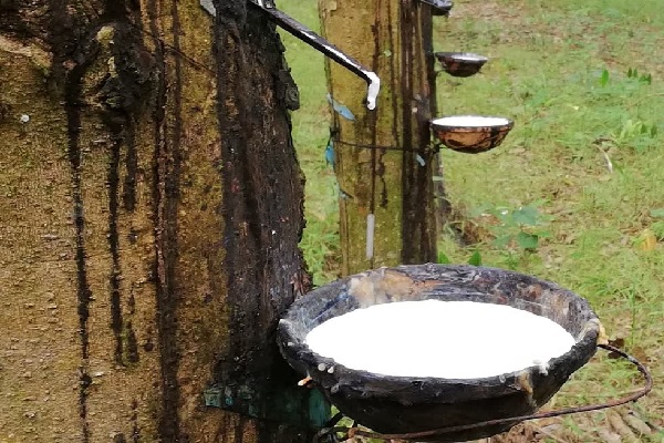 Lo ngại nguồn cung khan hiếm, giá cao su thế giới tiếp tục tăng 