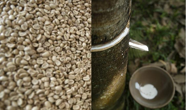 Giá cà phê hôm nay 19/10: Tiếp tục tăng giảm trái chiều, giá cao su ổn định