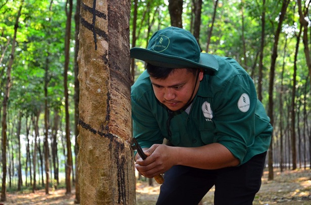 Cao su Việt Lào sản xuất kinh doanh 9 tháng khả quan