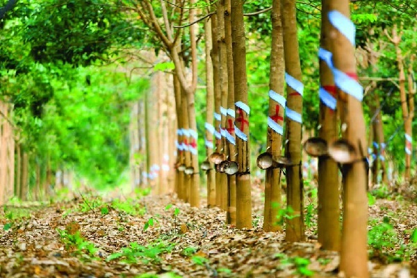 Cập nhật giá cao su hôm nay 22/10: Tăng mạnh