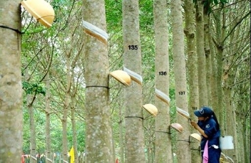 Giá cao su hôm nay 6/1: Dự báo sẽ tiếp tục tăng đồng loạt trên các sàn giao dịch châu Á