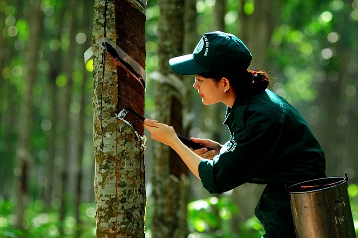 Thị trường này sẽ làm cho giá và xuất khẩu cao su của Việt Nam tiếp tục bứt phá mạnh tới đây