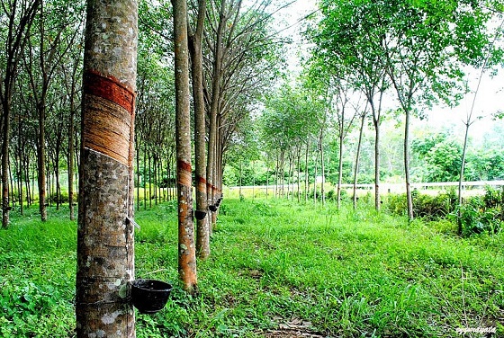 Cập nhật giá cao su hôm nay 26/11: Tăng mạnh