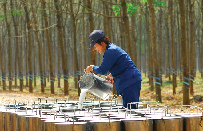 Cao su Tây Ninh (TRC) chuẩn bị trả cổ tức bằng tiền đợt 2/2020 tỷ lệ 9%