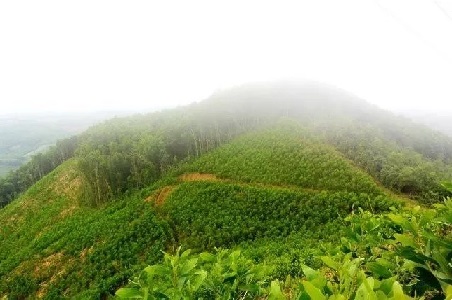 Bài 1: Vì sao ngành gỗ luôn thiếu nguyên liệu?