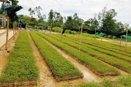 Bài 2: Doanh nghiệp “chung tay” trồng rừng có chứng chỉ