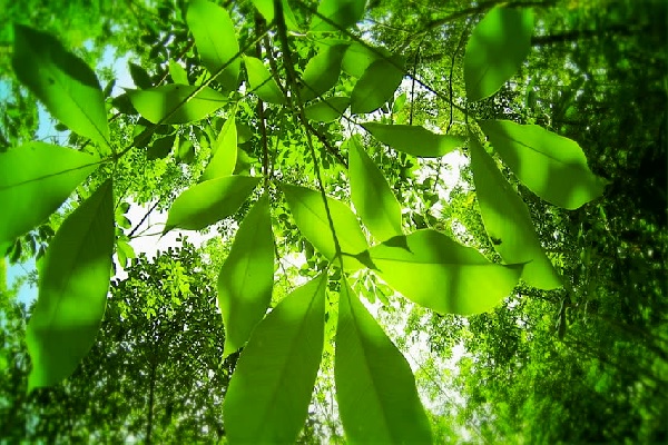 Giá cao su hôm nay 12/1/2024: Cập nhật giá cao su trong nước và thế giới