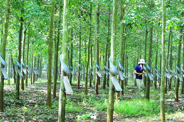 Ước lãi 2,7 triệu đồng/tấn mủ cao su, TRC lên kế hoạch lợi nhuận 106 tỷ năm 2020
