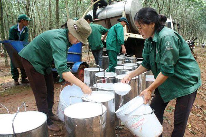 Cao su Bà Rịa (BRR): 9 tháng đầu năm báo lãi 77 tỷ đồng, tăng 172% và hoàn thành 63,4% kế hoạch năm