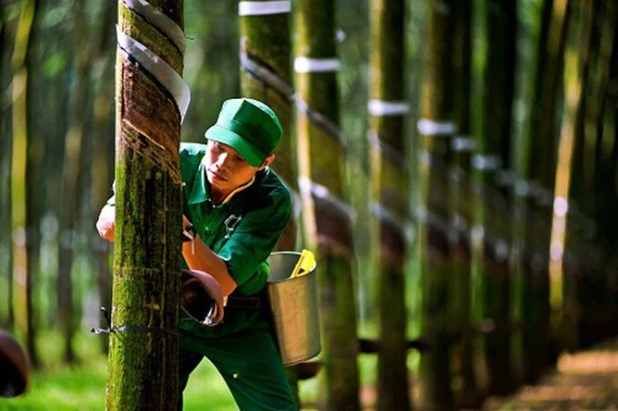 Cao su trở lại đường đua tăng giá, dự báo sẽ không sớm hạ nhiệt