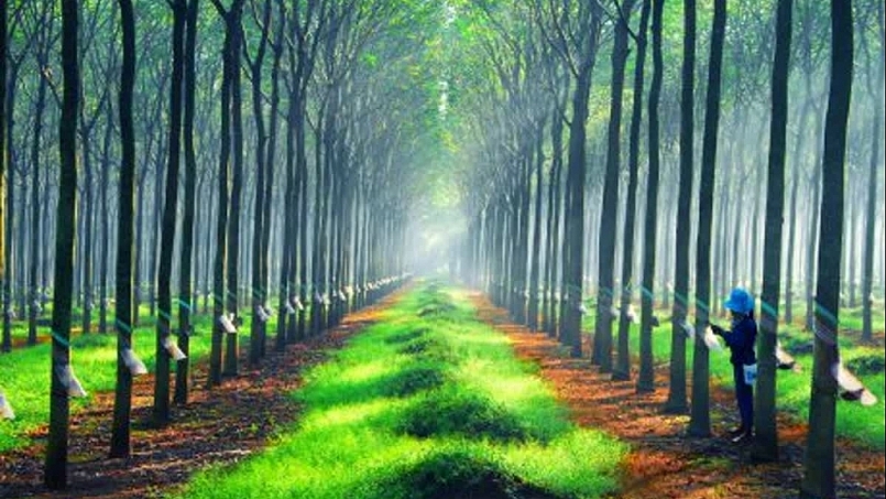 Tập đoàn Công nghiệp cao su Việt Nam: Chi phí phân bón, điện... tăng mạnh gây áp lực lên lợi nhuận
