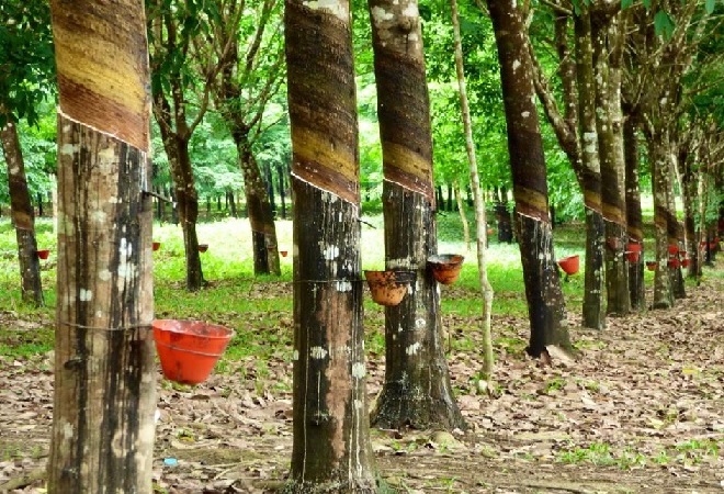 Giá cao su hôm nay 19/1: Giá tăng do nguồn cung khan hiếm