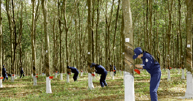 Trung Quốc thắt chặt nhập khẩu cao su