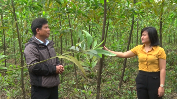 Thâm canh rừng gỗ lớn bằng giống keo mới 