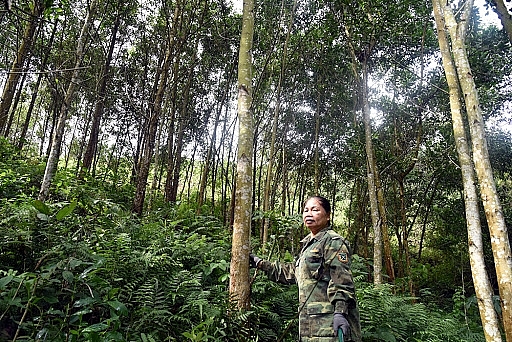 Bắc Kạn là địa phương có độ che phủ rừng cao nhất cả nước