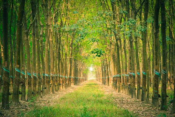 Phát triển kinh tế xanh doanh nghiệp và người lao động cùng hưởng lợi