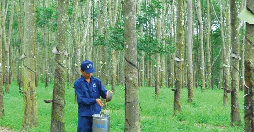  Cao su Đồng Phú (DPR) đăng ký bán toàn bộ hơn 2,8 triệu cổ phiếu quỹ 