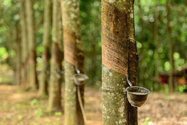 Lãi ròng năm 2020 của DPR giảm 28%