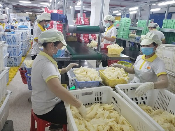 Nhu cầu tăng cao, VRG Khải Hoàn chuẩn bị xây thêm nhà máy găng tay y tế