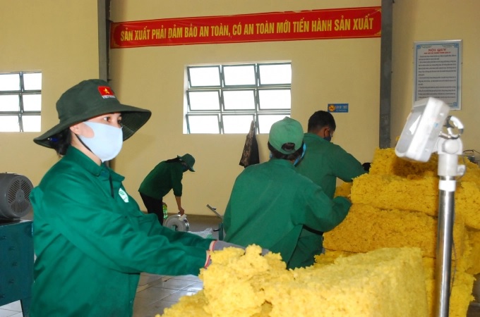 Bất chấp dịch Covid-19, kết quả sản xuất của Cao su Chư Păh vẫn đạt cao 