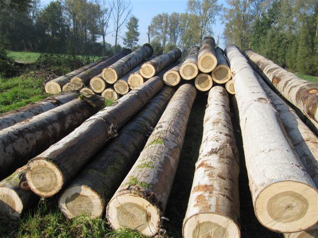 Chủ động nguyên liệu phục hồi sản xuất ngành gỗ
