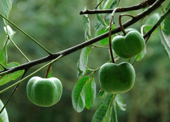 Nguồn cung thấp đẩy giá cao su Thượng Hải tăng phiên thứ 5 liên tiếp