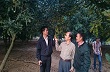 Cây mắc-ca và nhiều bài toán phải giải