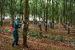 Cao su Ea H’Leo khai thác hơn 5.400 tấn mủ năm 2016