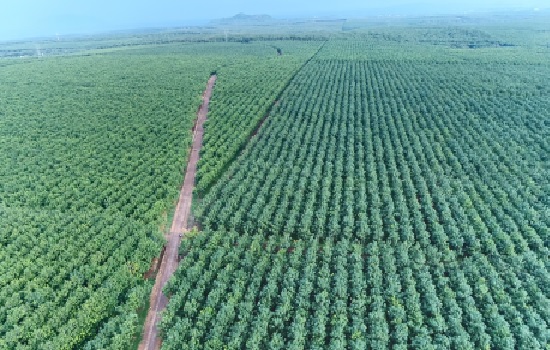 TCT cao su Đồng Nai: Đồng hành cùng địa phương và khu vực trong định hướng phát triển bền vững