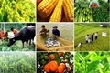 Điều kiện đầu tư kinh doanh 6 lĩnh vực ngành Nông nghiệp