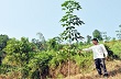 Lào Cai đẩy nhanh tiến độ trồng cây cao su năm 2013 