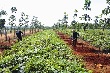 Trồng xen hoa màu trên đất vườn cao su, điều tăng thêm thu nhập 