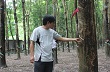 Giá mủ thấp, tiểu điền vẫn gắn bó với vườn cây