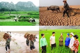 Đề xuất chính sách hỗ trợ bảo hiểm nông nghiệp