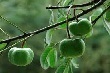 Miễn tiền thuê đất với diện tích tái canh cây cao su 